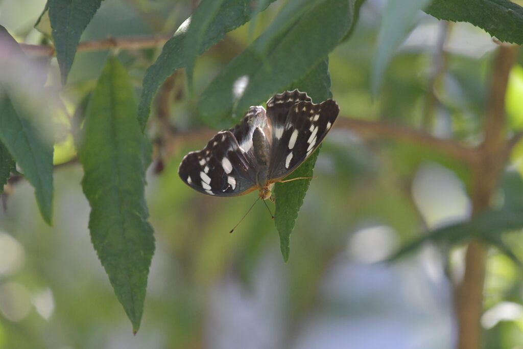 木陰は涼しいな～　　DSC_0523