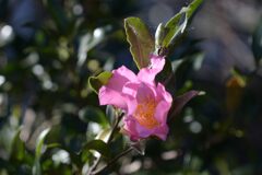 山茶花一輪　　DSC_1593