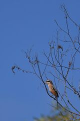 秋の空にモズ　　DSC_2223