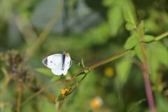 野の花にモンシロチョウ　DSC_3852