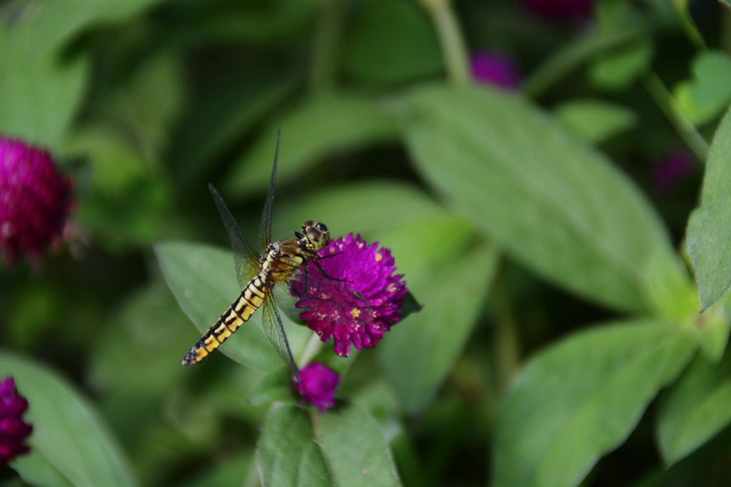 花と蜻蛉　DSC_2870