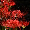 秋に燃える　　DSC_3177