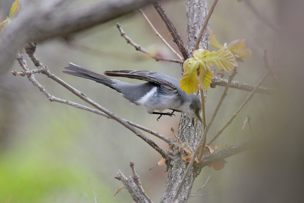 サンショウクイ飛ぶ　DSC_9799