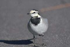 チョコチョコと　　DSC_4905