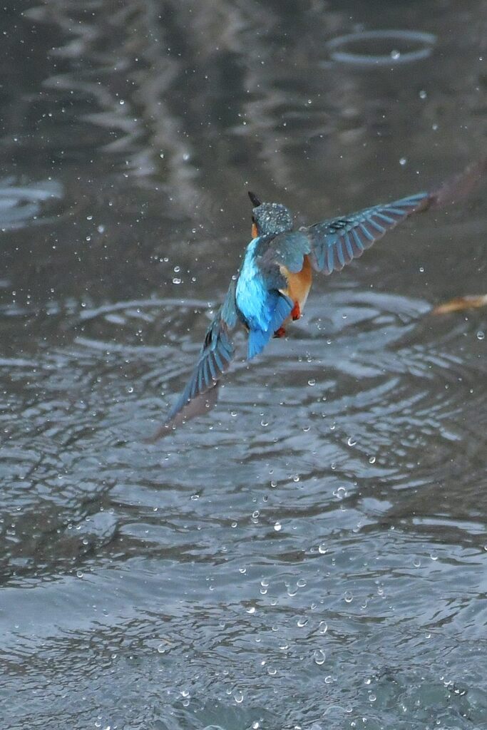 カワセミ　　DSC_5302