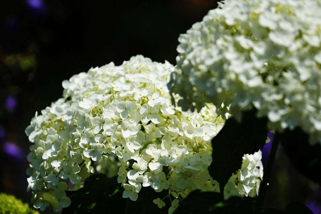 輝く　　DSC_4410