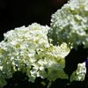 輝く　　DSC_4410