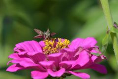 セセリの満足　DSC_1449