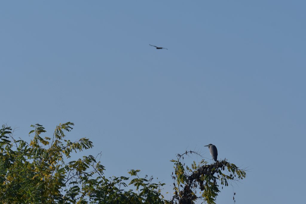 二羽の鳥　DSC_2516