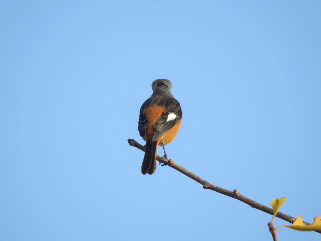 男の背中　DSCN0929