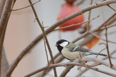 シジュウカラ　DSC_3895