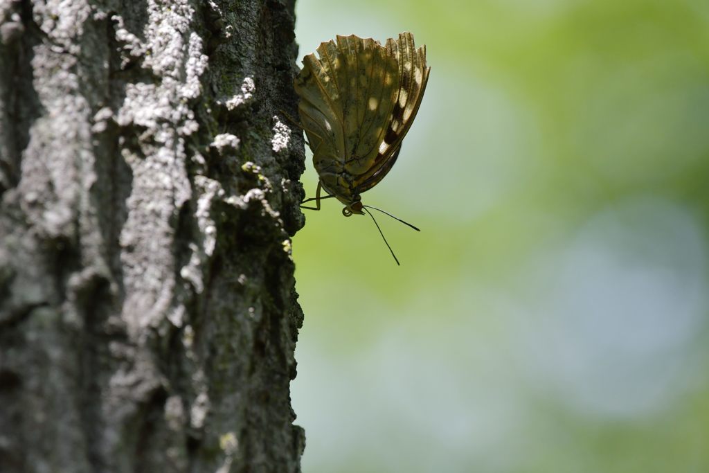 オオムラサキ観察会　１４　DSC_5358