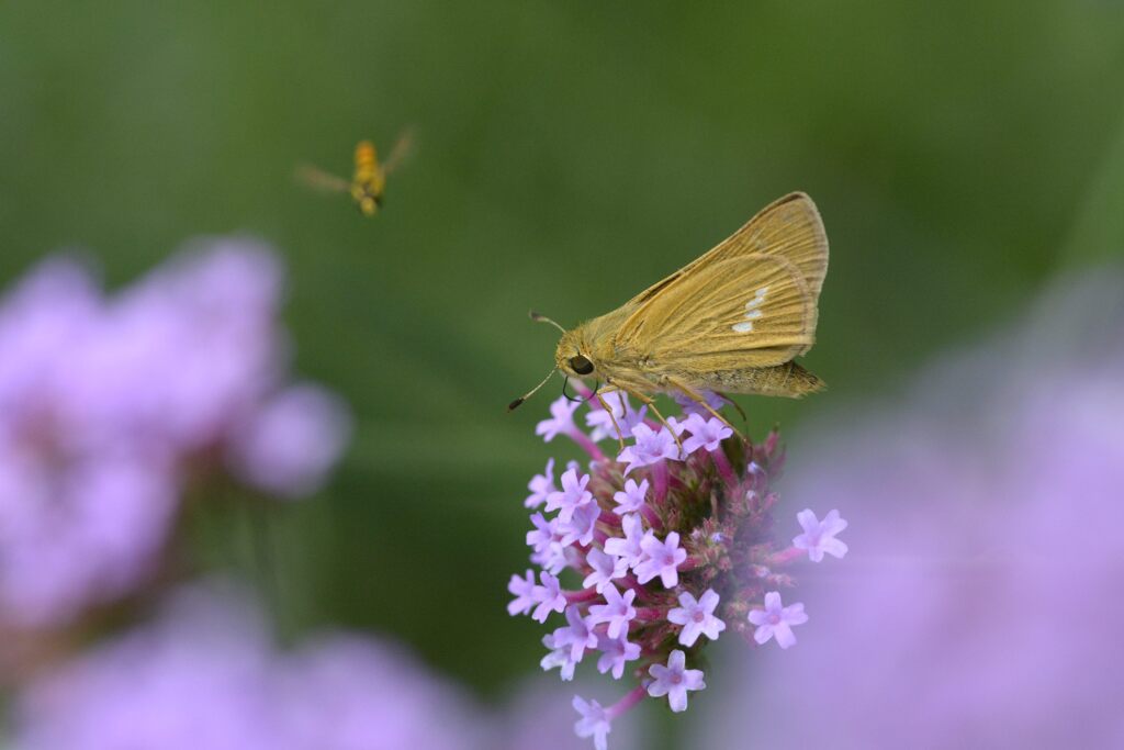 三尺バーベナにセセリチョウ　　DSC_0832