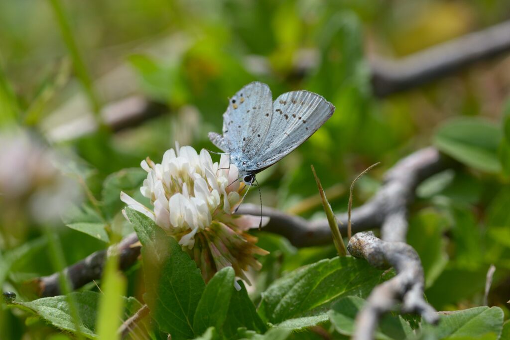 シロツメクサ亭にて　　　DSC_9019