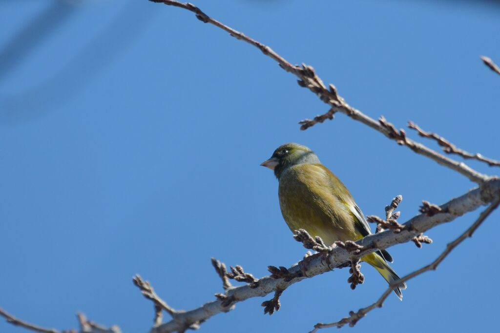光る眼　　DSC_4364