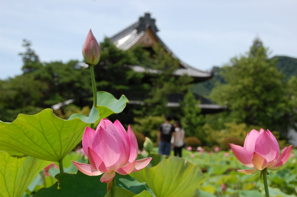 信濃国分寺のハスの花　DSC_1283