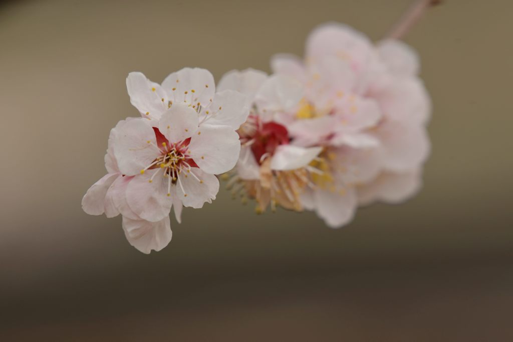 梅の花　１　DSC_8193
