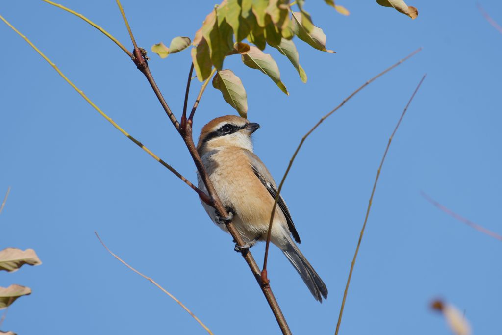 青空にポーズ　DSC_2637
