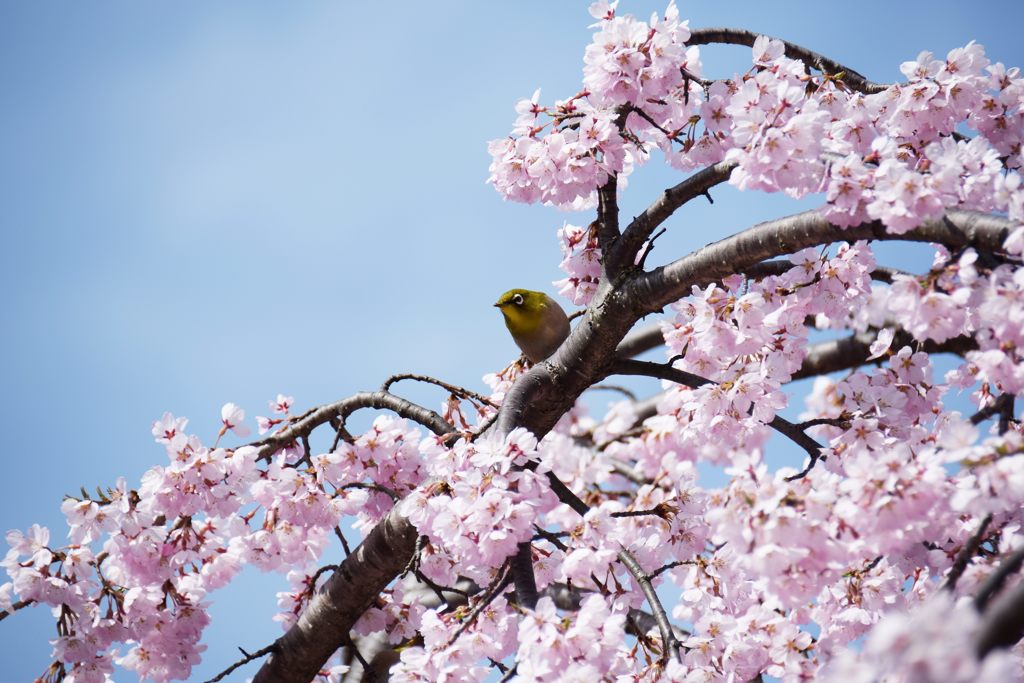 花見の見物　　DSC_0993