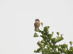 いつもの木に　DSCN6543
