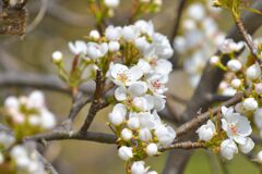 リンゴの花　DSC_8643