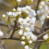 リンゴの花　DSC_8643
