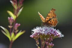 フジバカマにキタテハ　DSC_4166