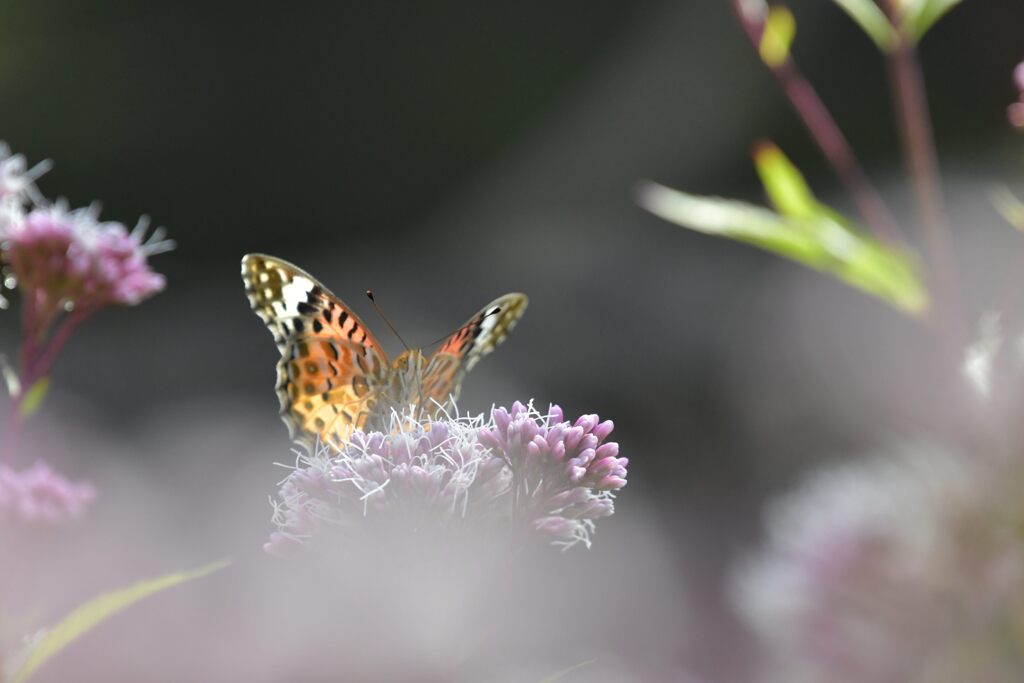 チョウが舞った頃　DSC_4098