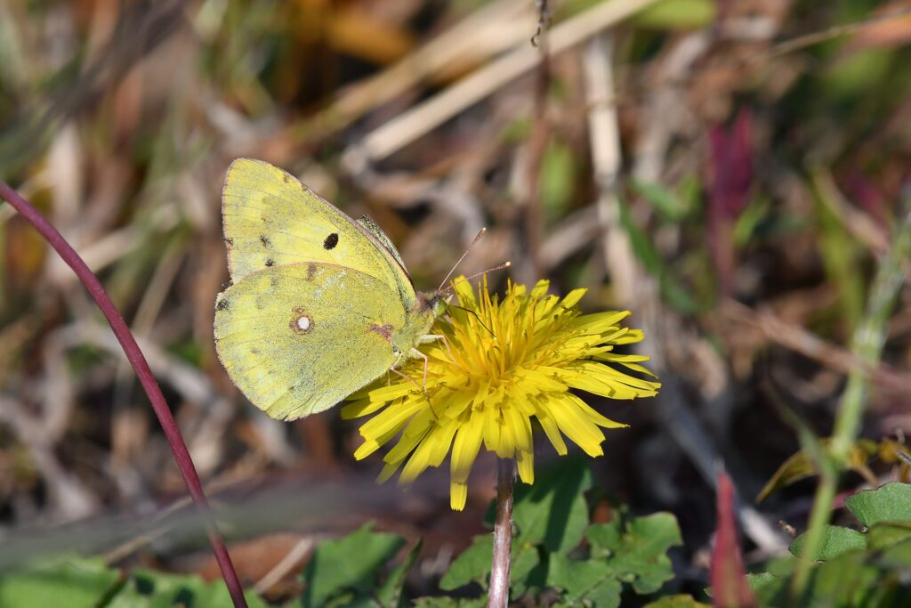 野の花にモンキチョウ　　DSC_5055