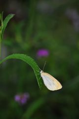 たまには　DSC_3193