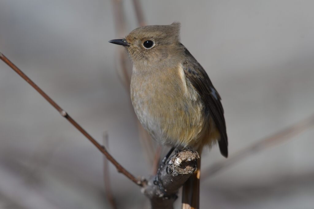 早春の風　　DSC_8851