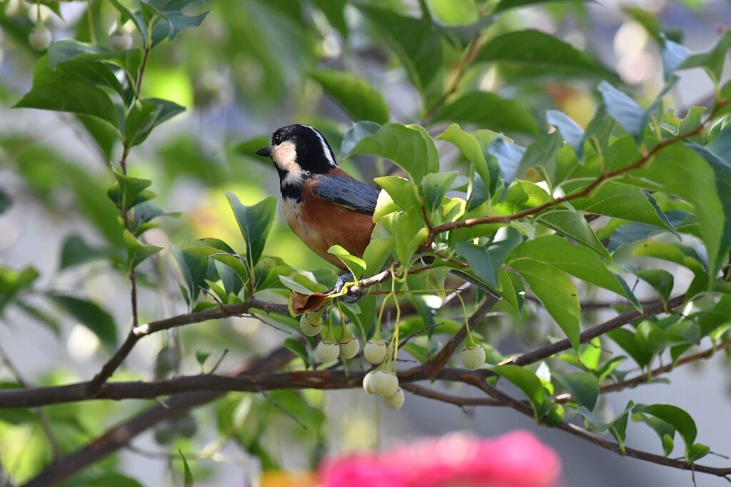 どれにしようかな・・・　　DSC_2508