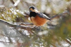 ヤマガラ　DSC_5636