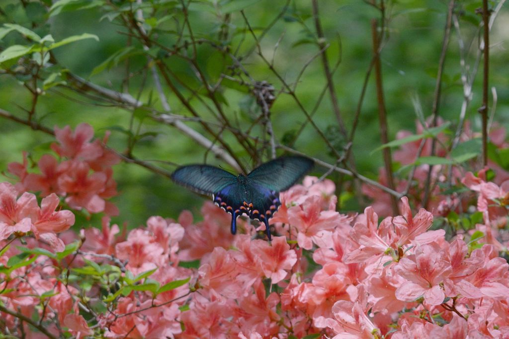 輝く翅　３　DSC_4420 t