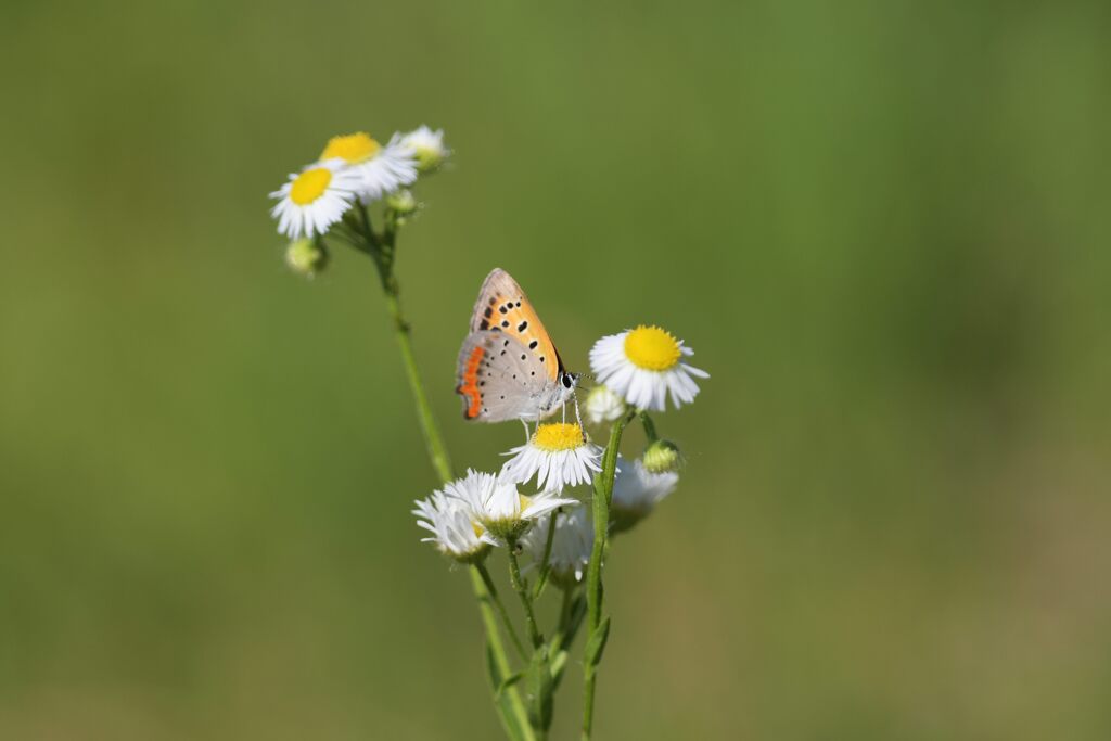 野の花にベニシジミ　　DSC_2430