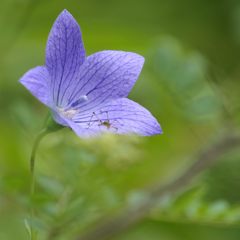 君はだ～れ？　DSC_5065