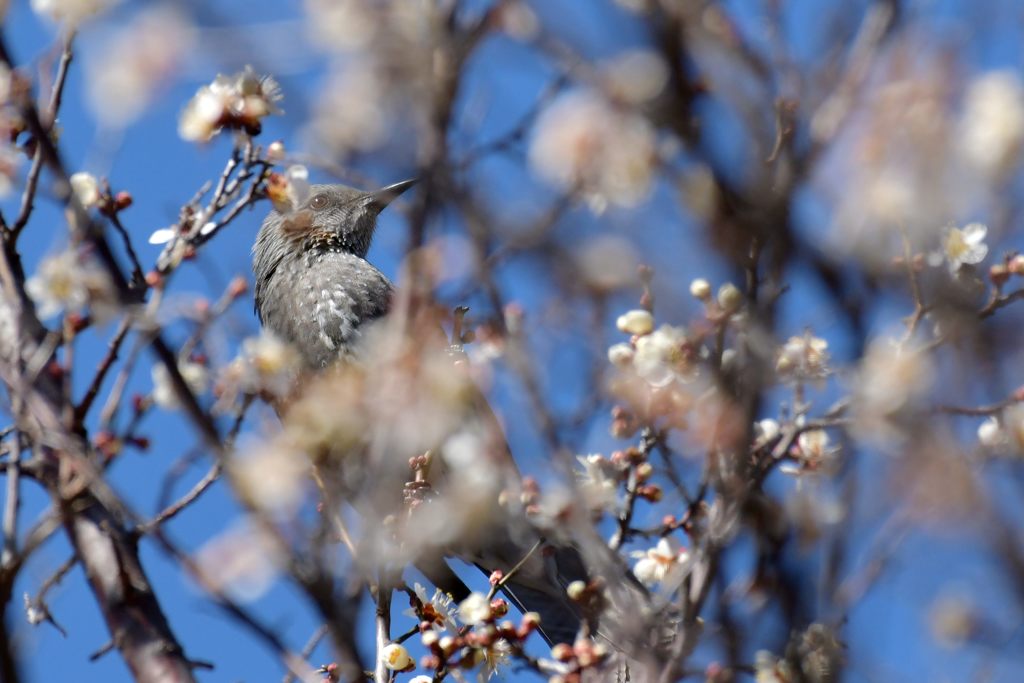 梅ヒヨ　DSC_7355