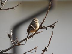 朝のホオジロ　DSCN4426