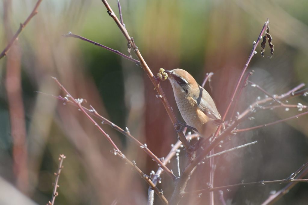 ひょっとして速贄？　DSC_3841