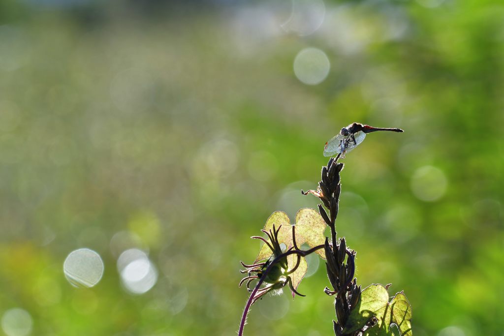 朝露の頃　DSC_0102