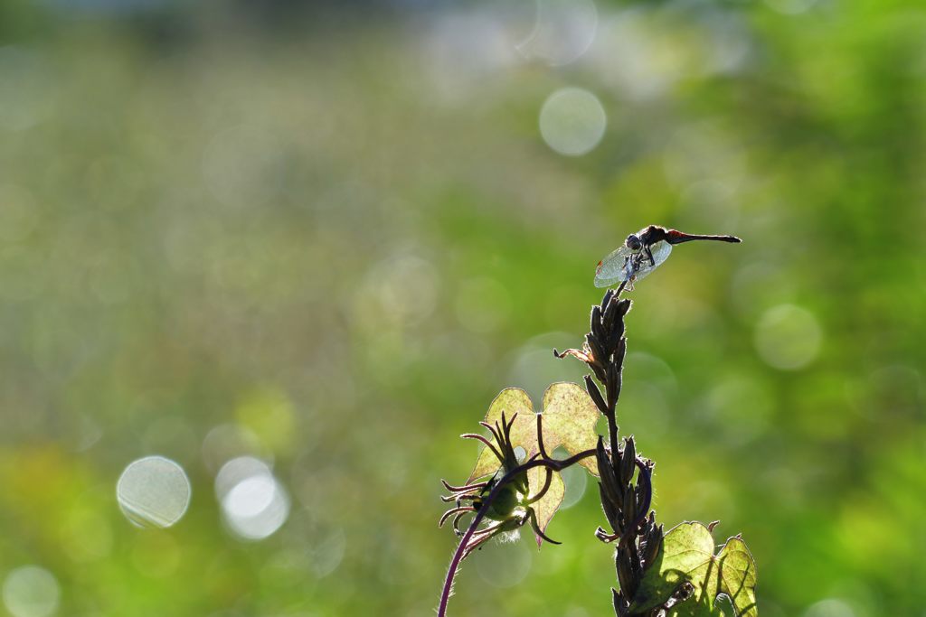 朝露の頃　DSC_0102