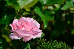 秋の薔薇一輪　　DSC_6016