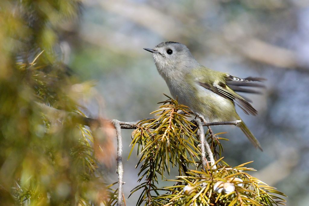 こんな感じ？　DSC_7113