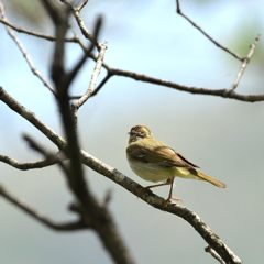 ほらね　　DSC_3070