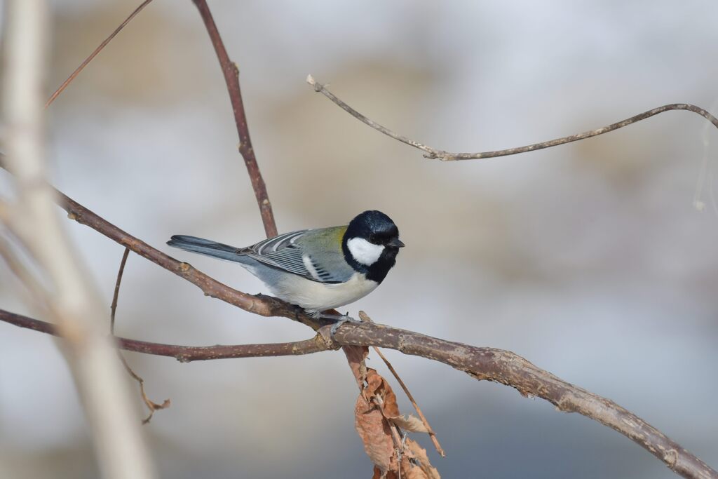 シジュウカラ　　DSC_3380