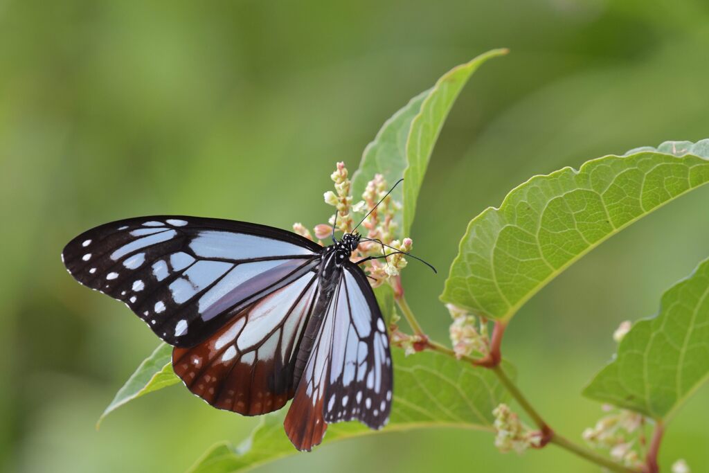 アサギマダラ　１　DSC_1097