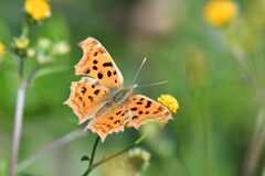 野の花にキタテハ　１　　　DSC_3213