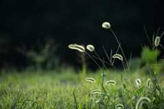 陽が落ちるとき　DSC_3249