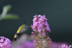 常連客　DSC_9679