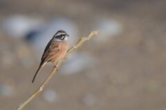 河原のホオジロ　DSC_4431